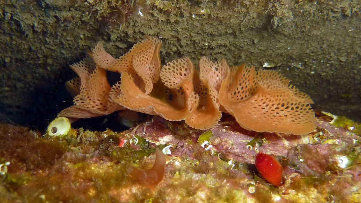 040 Dentelle de Neptune (Reteporella grimaldii).JPG - Dentelle de Neptune (Reteporella grimaldii)